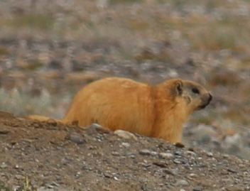 Marmot in the distance
